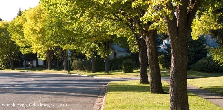 עצים זכות או מותרות